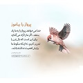 عبارات کوتاه | پرواز را بیاموز